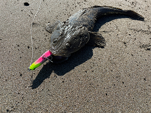 マゴチの釣果