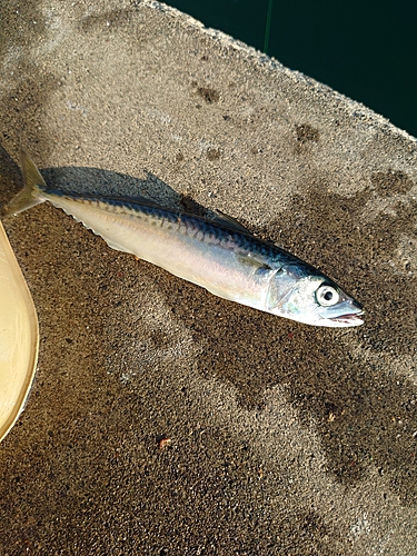 サバの釣果