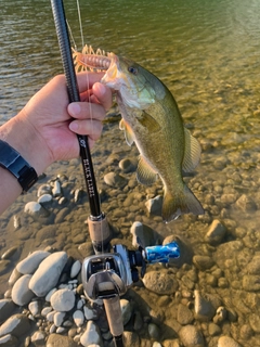 スモールマウスバスの釣果