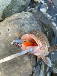 オオモンハタの釣果
