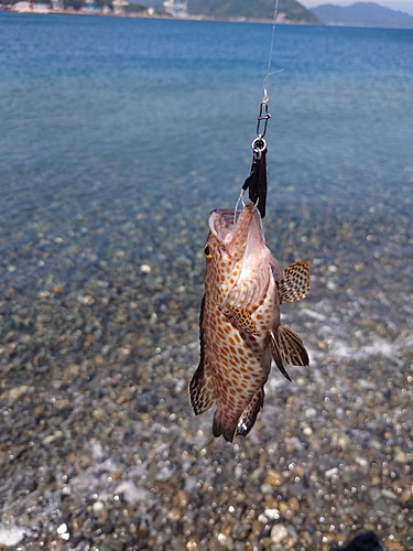 オオモンハタの釣果