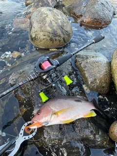 クロホシフエダイの釣果