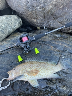 オオモンハタの釣果