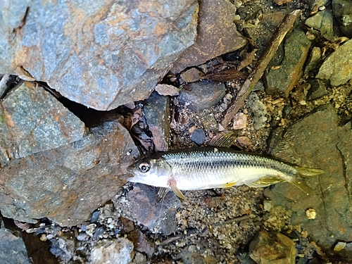 カワムツの釣果