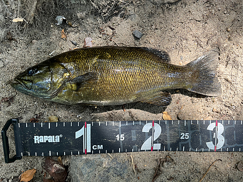 スモールマウスバスの釣果