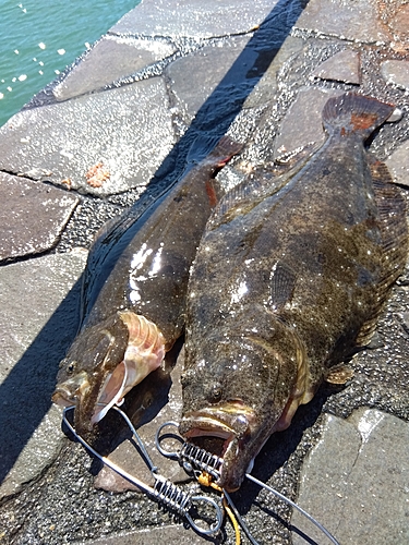 ヒラメの釣果