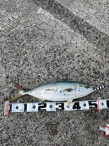 ハマチの釣果