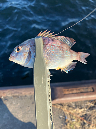 チャリコの釣果