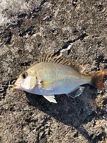 チャリコの釣果