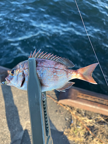 チャリコの釣果