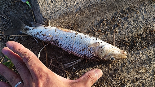 ニゴイの釣果