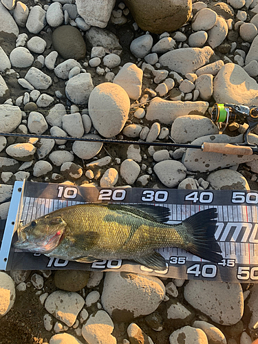 スモールマウスバスの釣果