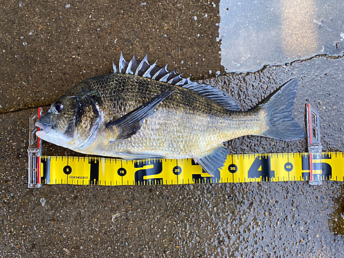 クロダイの釣果