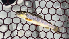 ブラウントラウトの釣果