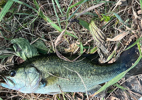 ラージマウスバスの釣果