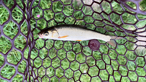 ウグイの釣果