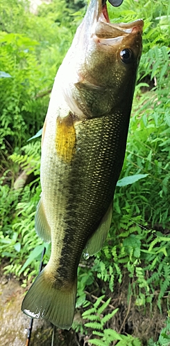 ブラックバスの釣果