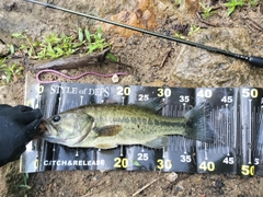 ブラックバスの釣果