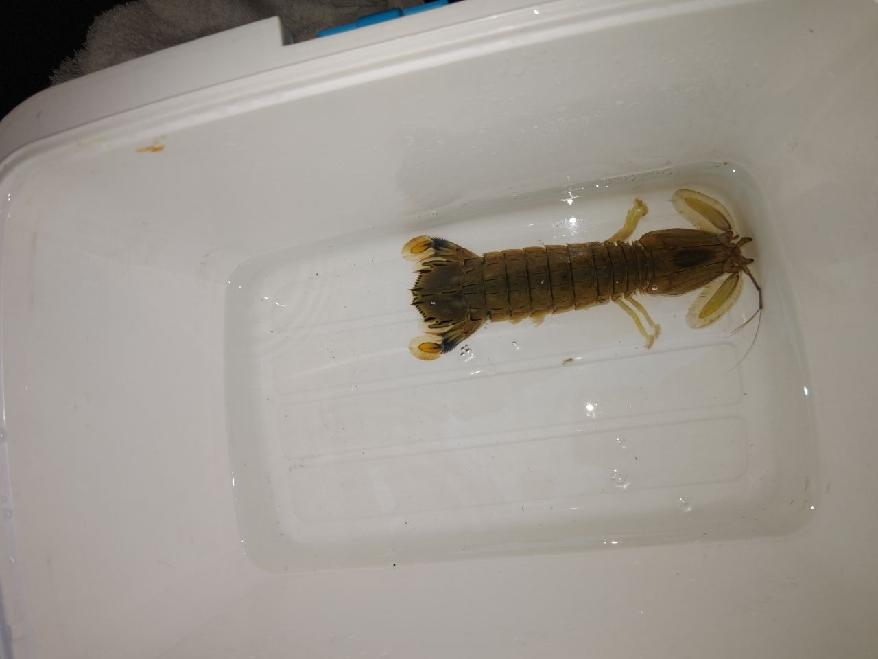 シャコ
