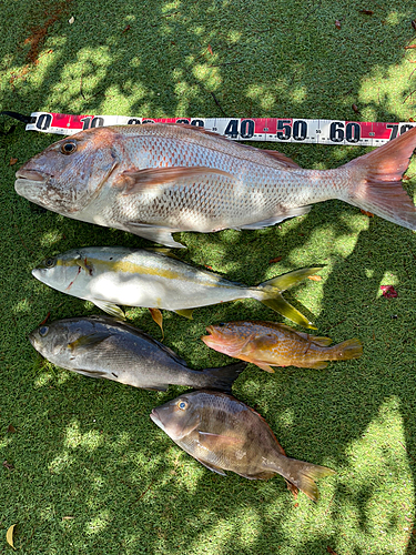 マダイの釣果