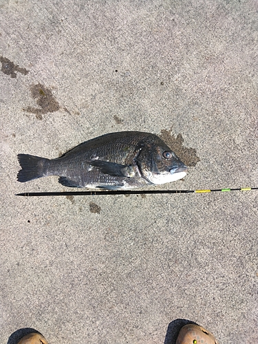 クロダイの釣果