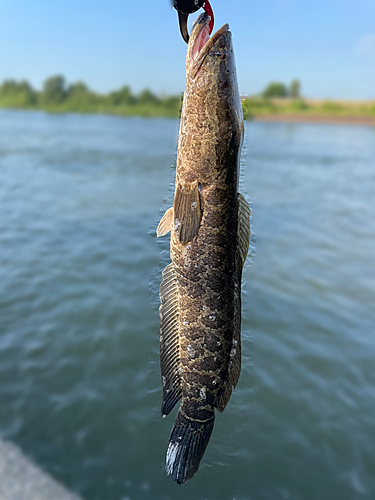 ライギョの釣果