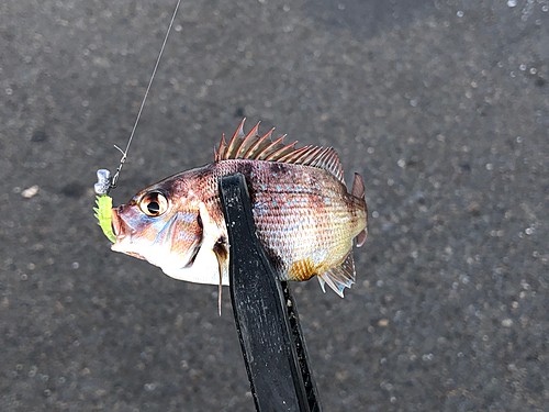 チャリコの釣果