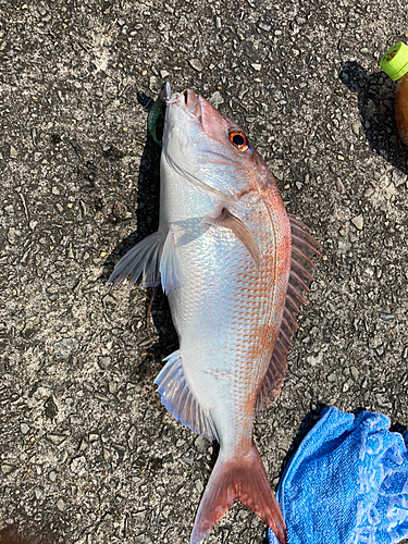 マダイの釣果