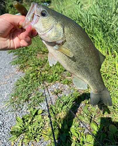 ラージマウスバスの釣果