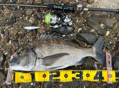 チヌの釣果