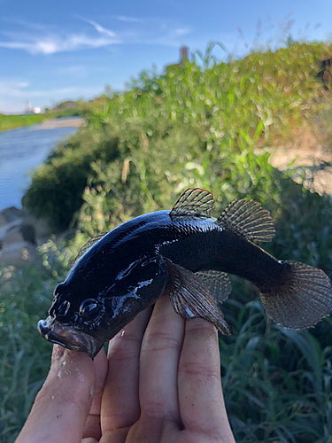 カワアナゴの釣果