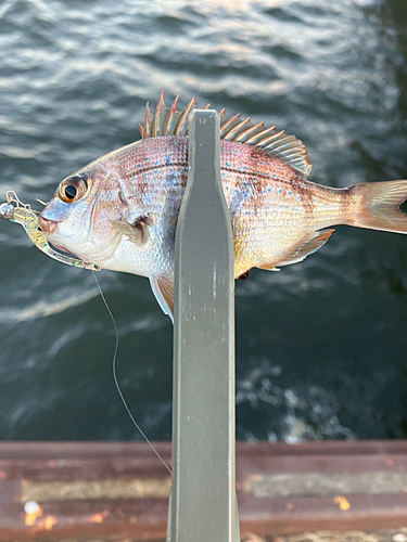 チャリコの釣果