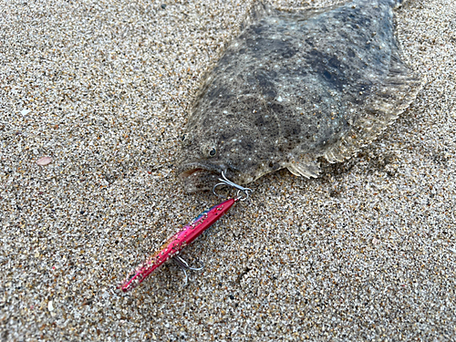 ソゲの釣果