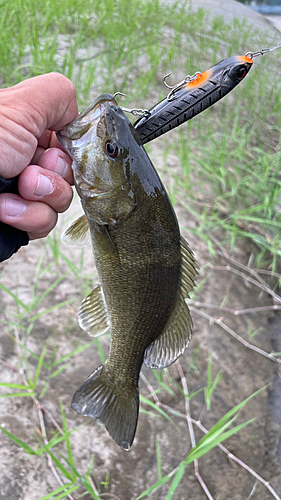 スモールマウスバスの釣果