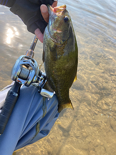 スモールマウスバスの釣果