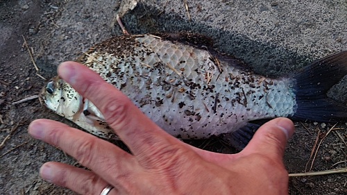 ギンブナの釣果