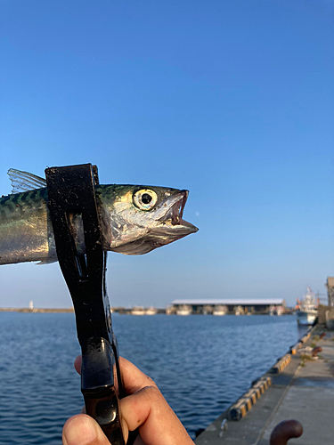 サバの釣果