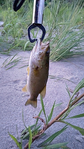 スモールマウスバスの釣果