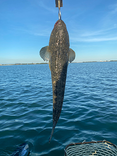 マゴチの釣果