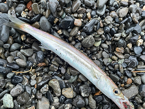 カマスの釣果