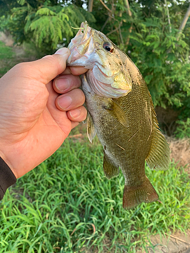 コイの釣果