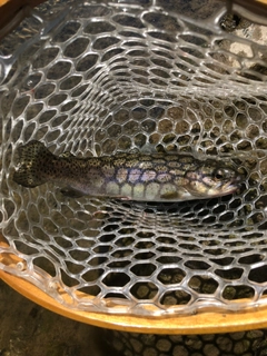 ニジマスの釣果