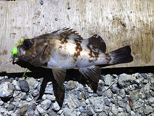 メバルの釣果