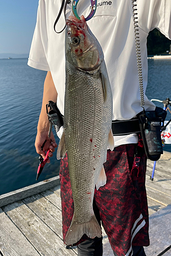 ウグイの釣果