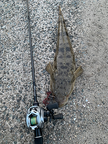 コチの釣果