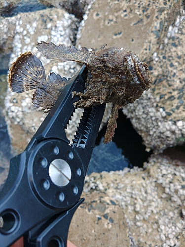 オニカサゴの釣果