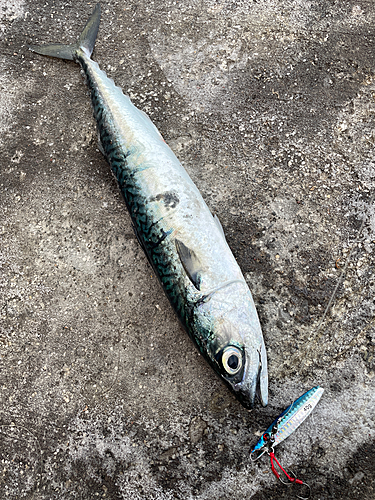 サバの釣果