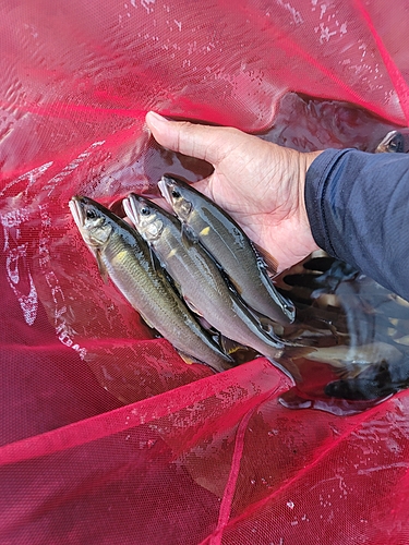 アユの釣果