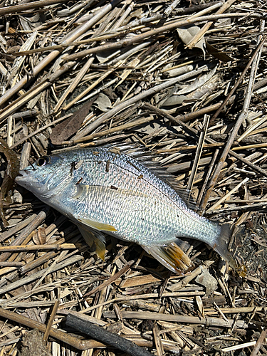 キビレの釣果