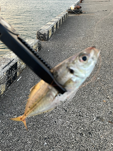 マアジの釣果